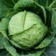 Bio Zelí bílé Marner Lagerweiß - Brassica oleracea - bio osivo zelí - 25 ks