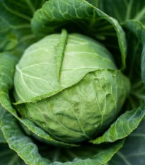 Bio Zelí bílé Marner Lagerweiß - Brassica oleracea - bio osivo zelí - 25 ks