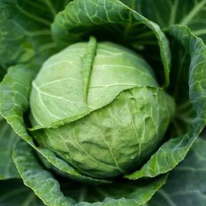 Bio Zelí bílé Marner Lagerweiß - Brassica oleracea - bio osivo zelí - 25 ks