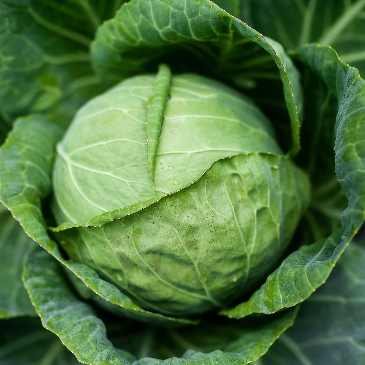 Bio Zelí bílé Marner Lagerweiß - Brassica oleracea - bio osivo zelí - 25 ks
