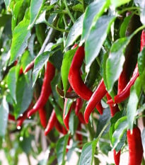 BIO Chilli Kajenský pepř - Capsicum annuum - bio osivo chilli - 7 ks