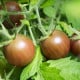 BIO Rajče černé Cherry - Solanum lycopersicum - bio osivo rajčat - 6 ks