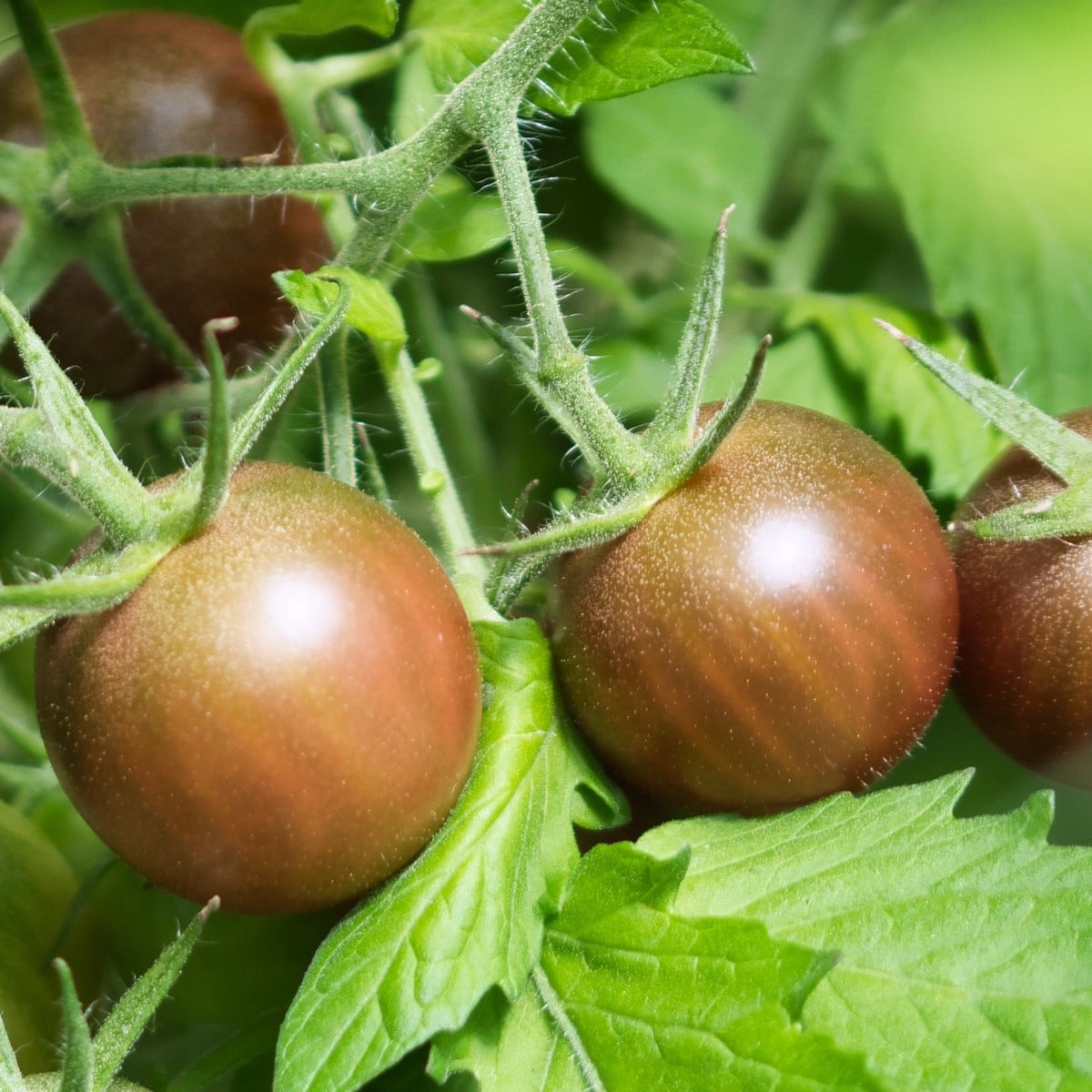 BIO Rajče černé Cherry - Solanum lycopersicum - bio osivo rajčat - 6 ks
