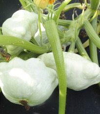 Patizon Disco - Cucurbita pepo - osivo patizonu - 12 ks