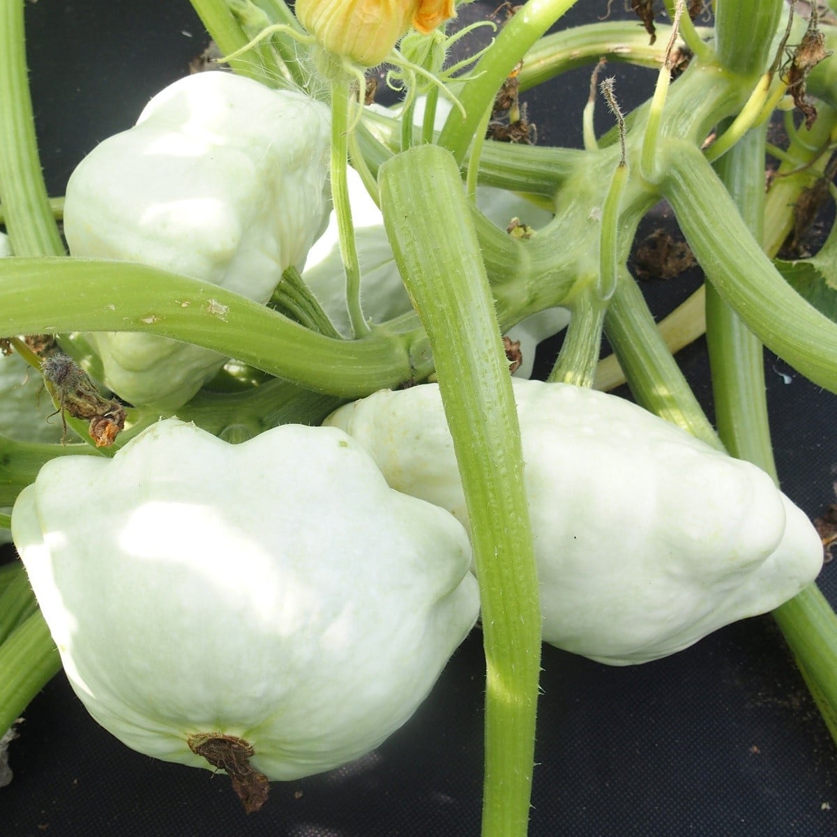 Patizon Disco - Cucurbita pepo - osivo patizonu - 12 ks