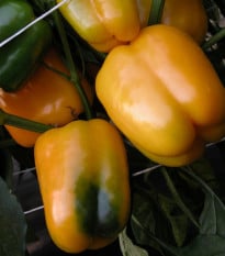 Paprika Mystery - Capsicum annuum - osivo papriky - 15 ks