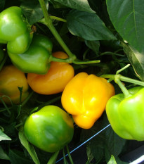 Paprika Afrodita - Capsicum annuum - osivo papriky - 20 ks