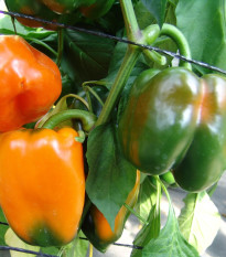 Paprika roční Kubista F1 - Capsicum annuum - osivo paprik - 10 ks