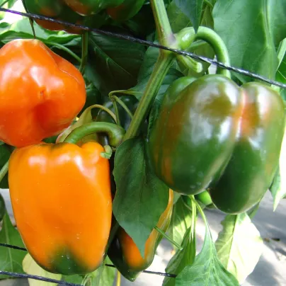 Paprika roční Kubista F1 - Capsicum annuum - osivo paprik - 10 ks