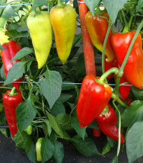 Paprika Beja F1 - Capsicum annuum - osivo papriky - 10 ks