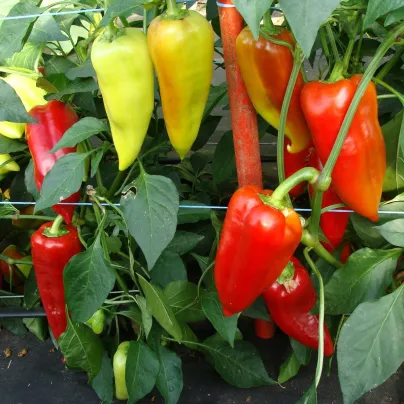 Paprika Beja F1 - Capsicum annuum - osivo papriky - 10 ks