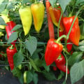 Paprika Beja F1 - Capsicum annuum - osivo papriky - 10 ks