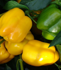 Paprika Garnet F1 - Capsicum annuum - osivo papriky - 10 ks
