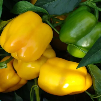 Paprika Garnet F1 - Capsicum annuum - osivo papriky - 10 ks
