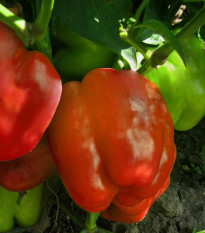 Paprika Granova - Capsicum annuum - osivo papriky - 50 ks
