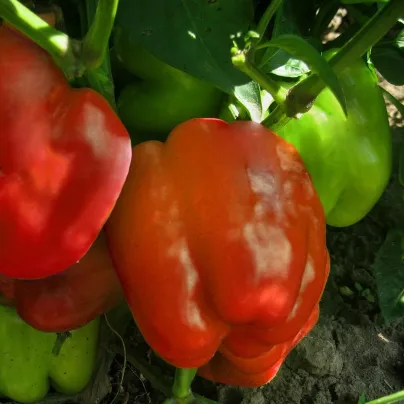 Paprika Granova - Capsicum annuum - osivo papriky - 50 ks