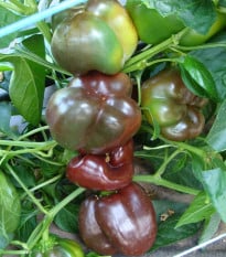 Paprika Ingrid - Capsicum annuum - osivo papriky - 40 ks