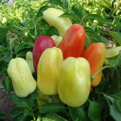 Paprika Boneta - Capsicum annuum - osivo papriky - 20 ks
