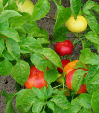 Rajčatová paprika Nagykuti - Capsicum annuum - osivo paprik - 7 ks