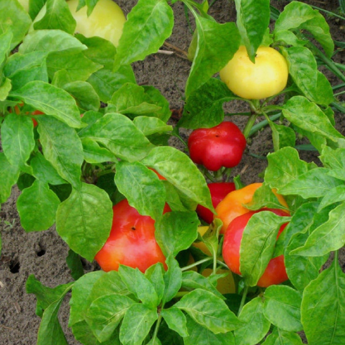 Rajčatová paprika Nagykuti - Capsicum annuum - osivo paprik - 7 ks