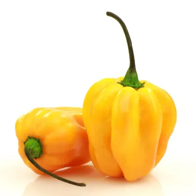 Chilli Big Sun Habanero - Capsicum Chinense - osivo chilli - 6 ks