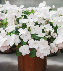 Netýkavka Campos bílá F1 - Impatiens walleriana - osivo netýkavky - 20 ks