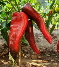 Paprika roční Rafaela F1 - Capsicum annuum - osivo papriky - 15 ks
