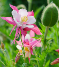 Orlíček velkokvětý Coral - Aquilegia caerulea - osivo orlíčku - 100 ks