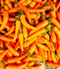 Chilli Bulharská mrkev - Capsicum annuum - osivo chilli - 6 ks