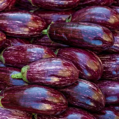 Lilek Jewel Marble - Solanum melongena - osivo lilku - 10 ks