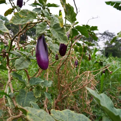 Lilek Jewel Amethyst - Solanum melongena - osivo lilku - 10 ks