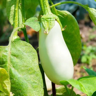 Lilek Jewel Jade - Solanum melongena - osivo lilku - 10 ks