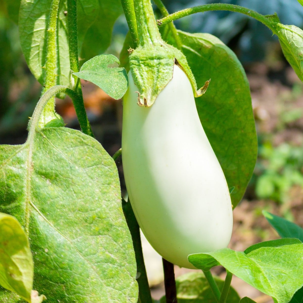 Lilek Jewel Jade - Solanum melongena - osivo lilku - 10 ks
