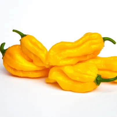 Chilli Fatalii žluté - Capsicum chinense - osivo chilli - 6 ks