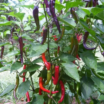 Chilli Kajenský pepř Purple - Capsicum annuum - osivo chilli - 8 ks