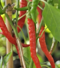 Chilli Kajenský pepř Thick - Capsicum annuum - osivo chilli - 6 ks
