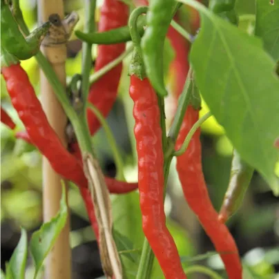 Chilli Kajenský pepř Thick - Capsicum annuum - osivo chilli - 6 ks