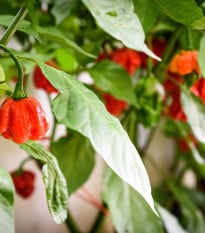 Chilli Mushroom červené - Capsicum chinense - osivo chilli - 6 ks