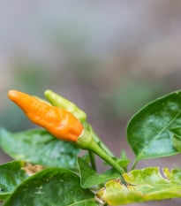 Chilli Peter Orange - Capsicum chinense - osivo chilli - 5 ks