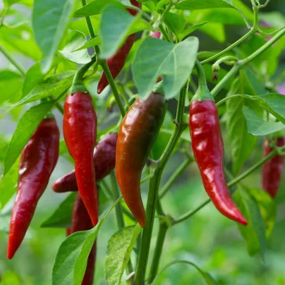 Chilli Thai Hot Culinary - Capsicum annuum - osivo chilli - 6 ks