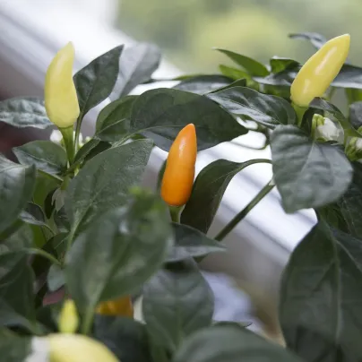 Chilli Little Elf - Capsicum chinense - osivo chilli - 6 ks
