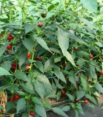 Chilli Korál - Capsicum annuum - osivo chilli - 40 ks