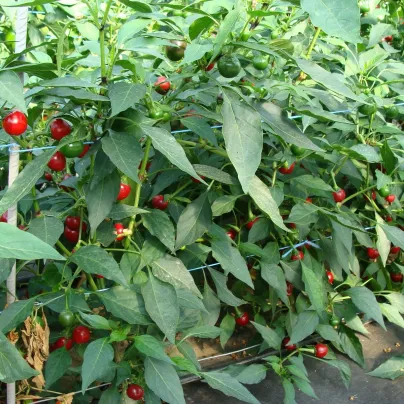 Chilli Korál - Capsicum annuum - osivo chilli - 40 ks