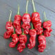 Chilli Peter Pepper - Capsicum annuum - osivo chilli - 5 ks