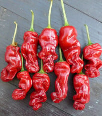 Chilli Peter Pepper - Capsicum annuum - osivo chilli - 5 ks