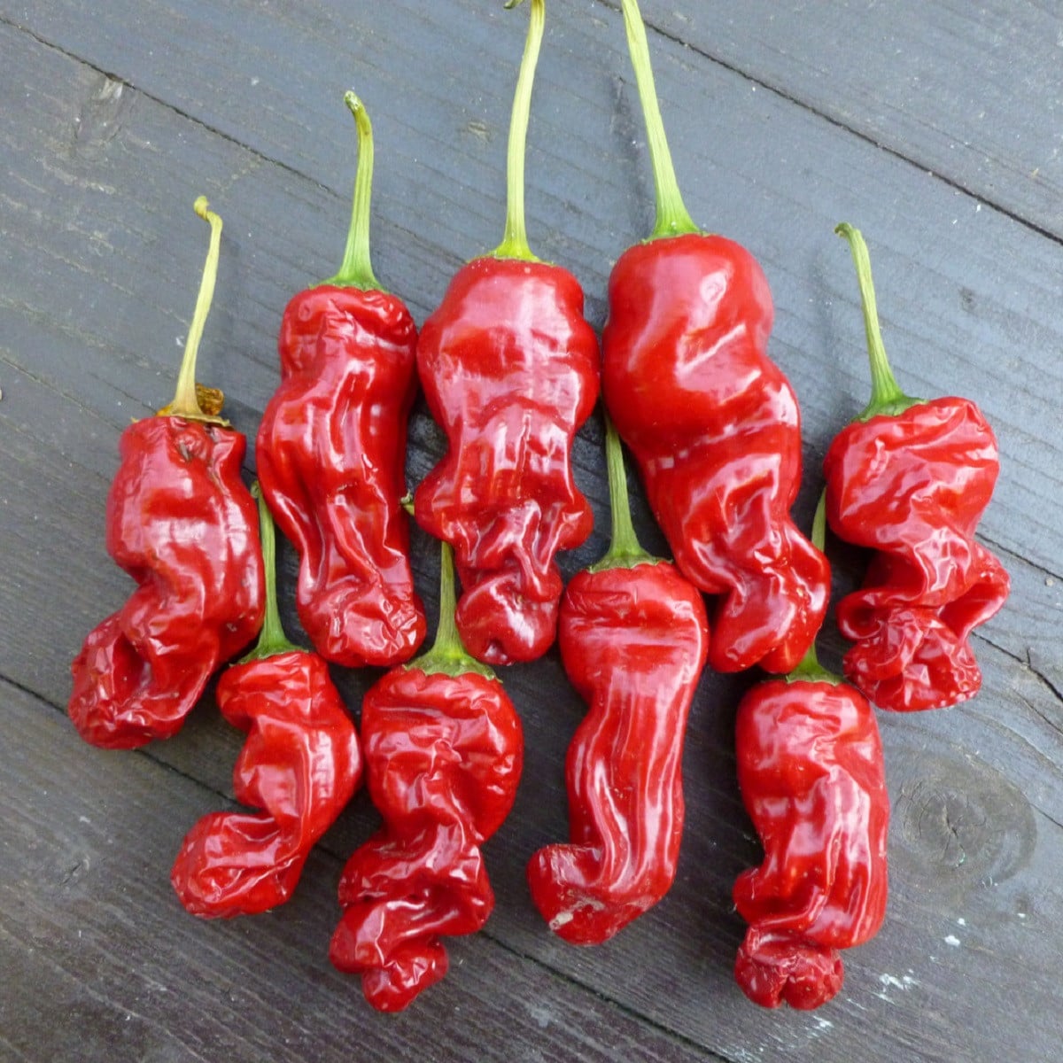 Chilli Peter Pepper - Capsicum annuum - osivo chilli - 5 ks