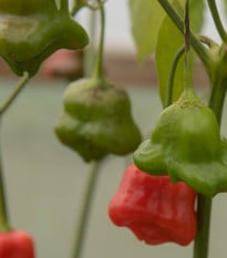 Chilli Bishops Crown - Capsicum baccatum - osivo chilli - 6 ks