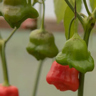 Chilli Bishops Crown - Capsicum baccatum - osivo chilli - 6 ks