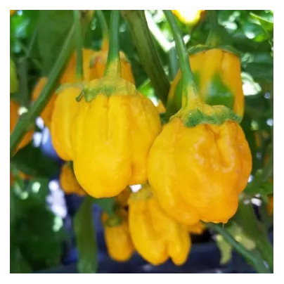 Chilli 7 Pot Bubblegum Yellow - Capsicum chinense - osivo chilli - 7 ks