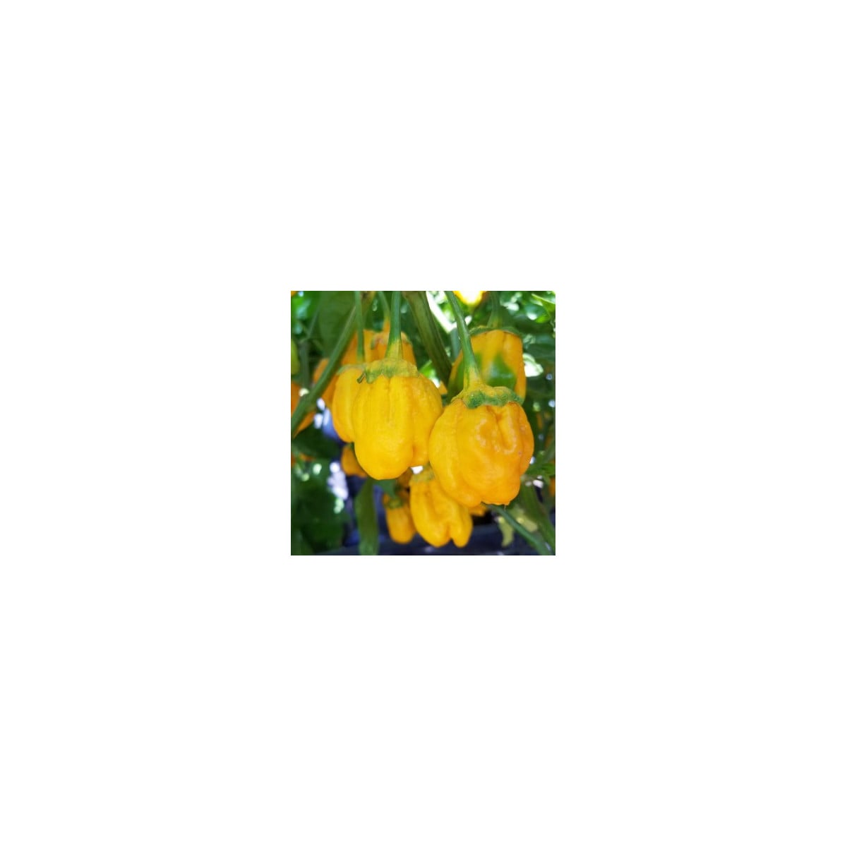 Chilli 7 Pot Bubblegum Yellow - Capsicum chinense - osivo chilli - 7 ks
